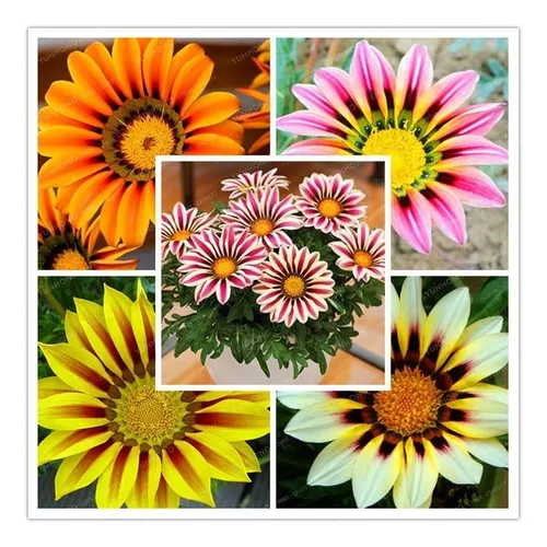 50 SEMENTES FRESCAS DE GAZANIA RIGENS SORTIDAS AFRICANA